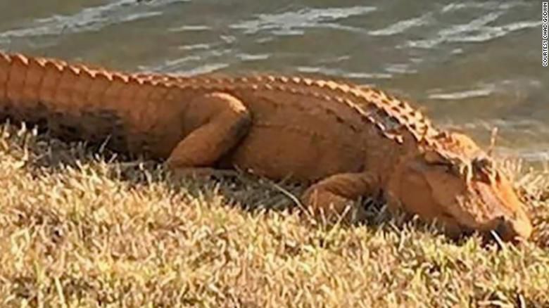 Gator